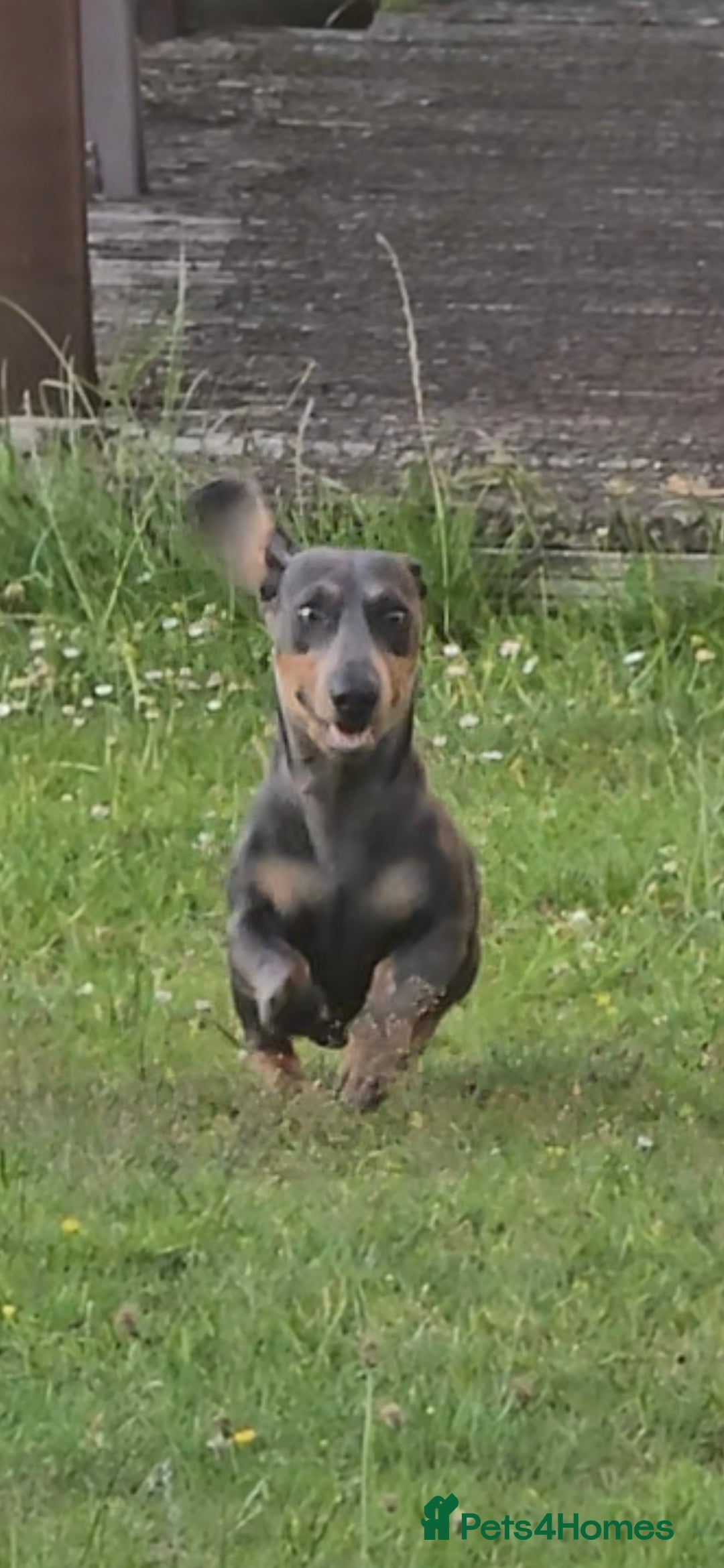 Miniature Dachshund dogs for sale: REDUCED Mini Dachsunds - Image 2