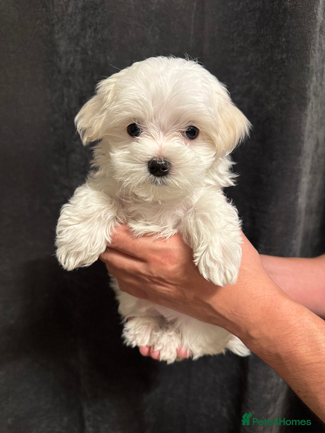 Maltese dogs for sale: **READY NOW** Full Maltese Boy Puppy’s  - Image 1