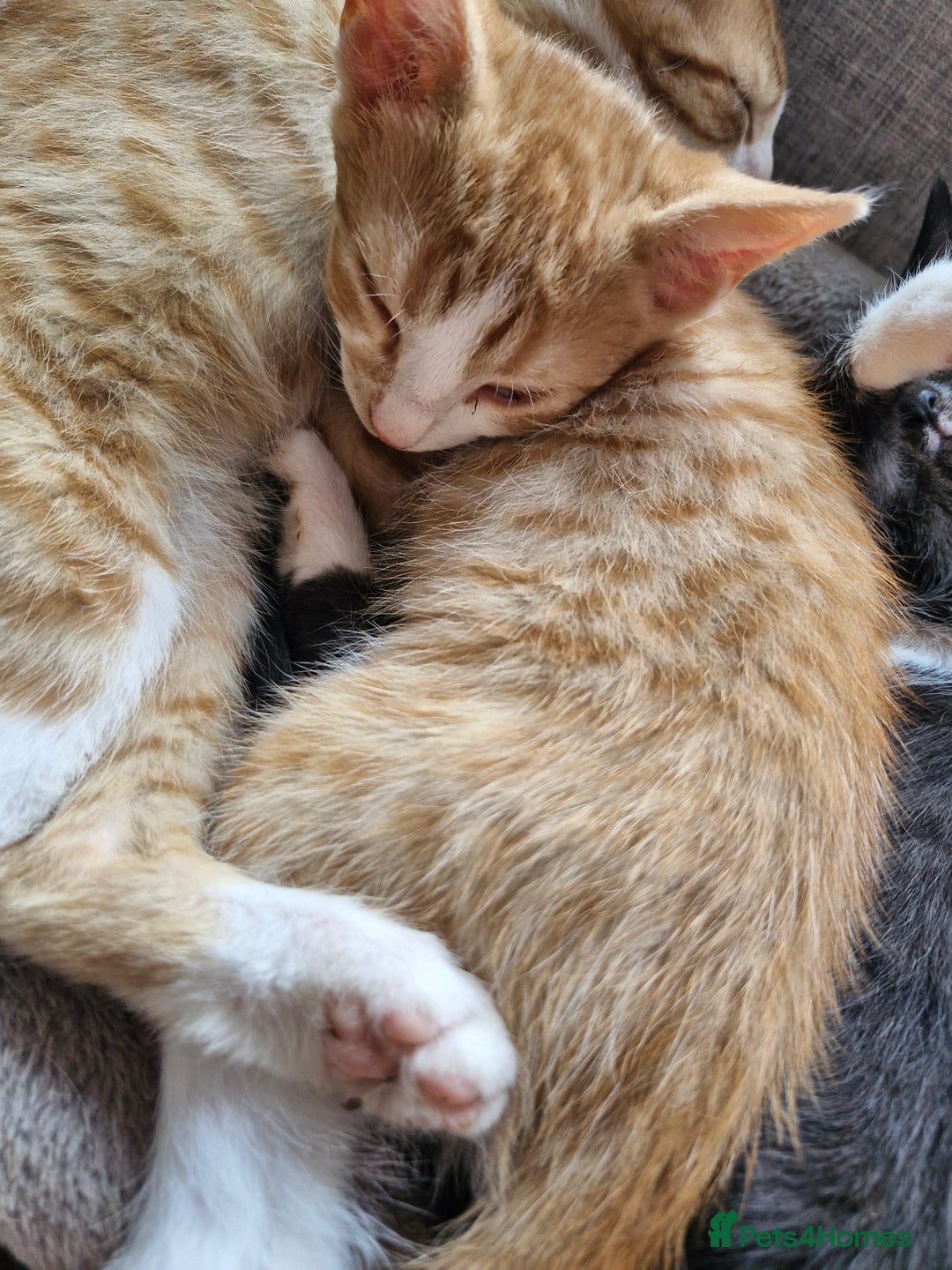 Domestic Shorthair cats for sale: Bundles off fun  - Image 13