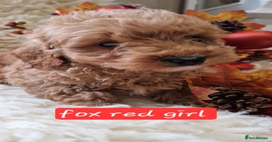 Cockapoo dogs - Advert 1