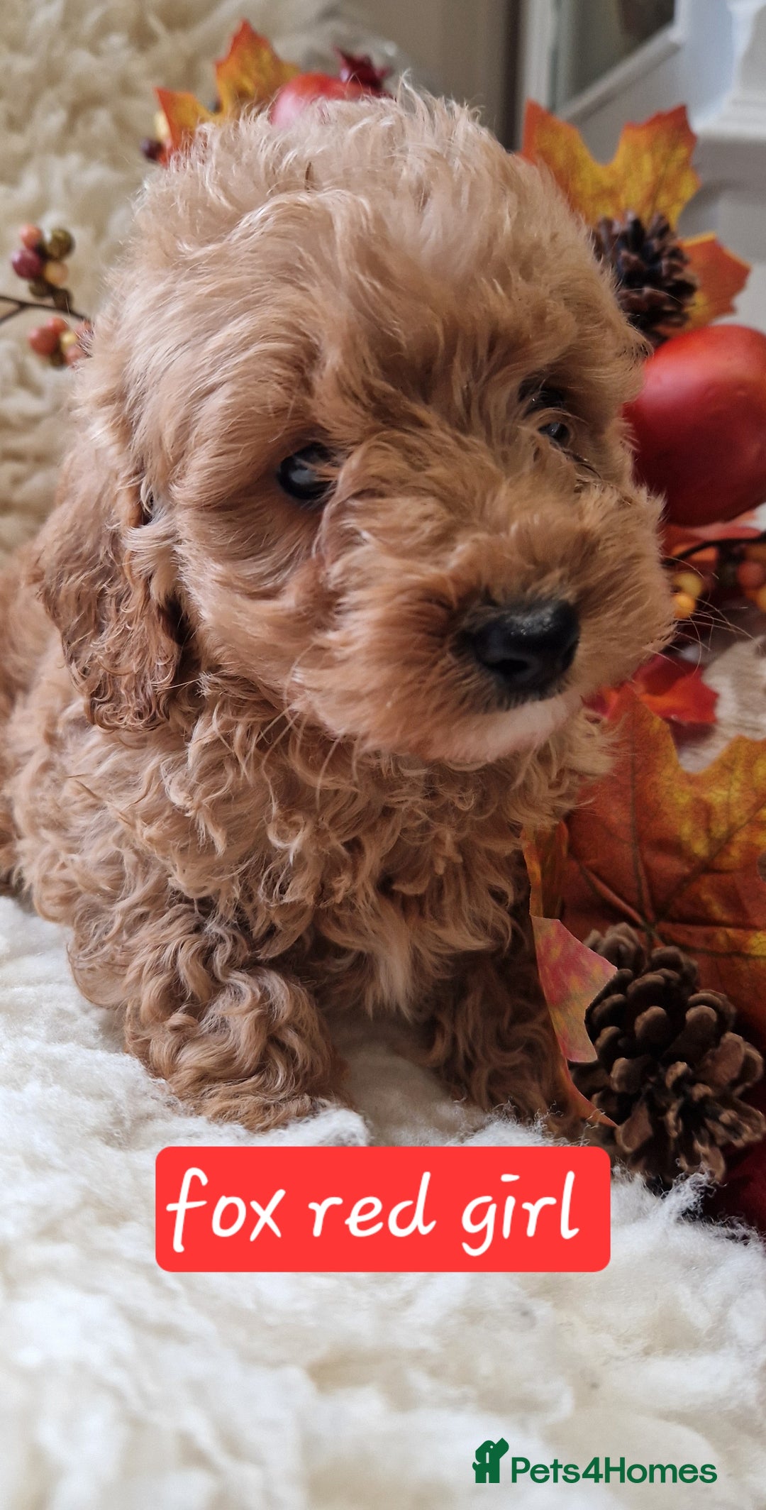 Cockapoo dogs for sale: Gorgeous foxred cockapoo puppies  - Image 3