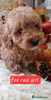 Cockapoo dogs - Advert 11