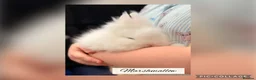 Lionhead rabbits for sale: PEDIGREE DOUBLE-MANE LIONHEADS 💕 - Advert 5