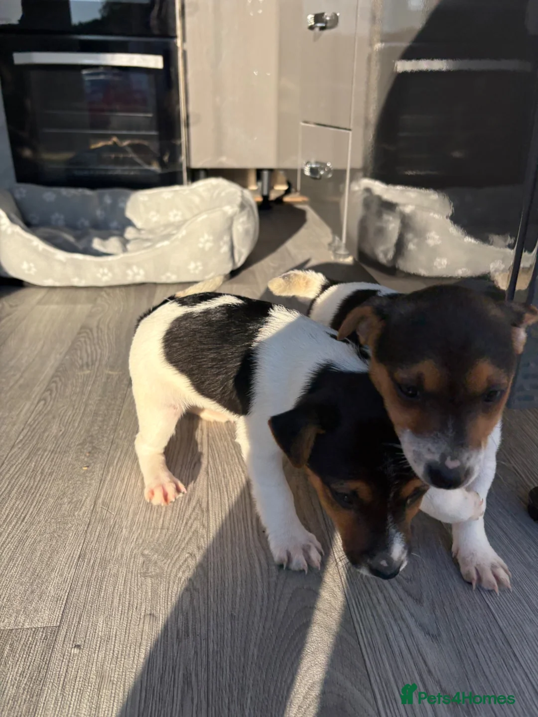 Jack Russell dogs for sale: Ready now Jack Russell puppies for sale!! in Gloucester - Advert 15