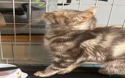 Bengal cats for sale: Silver Bengal male kitten  - Image 2