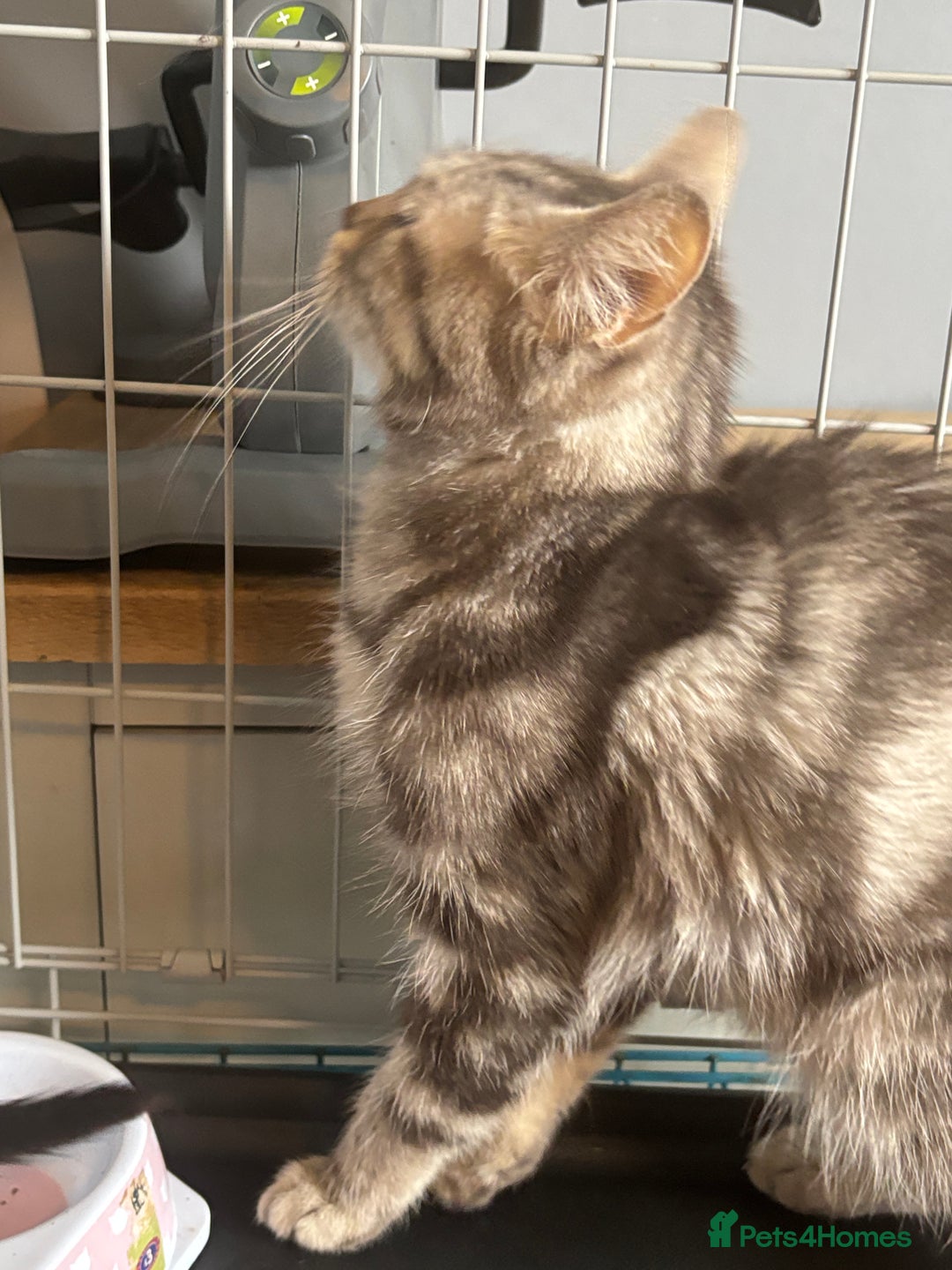 Bengal cats for sale: Silver Bengal male kitten  - Image 2