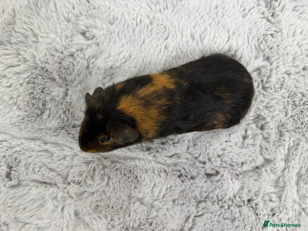 Guinea Pig rodents for sale: Alvin the guinea pig - Advert 6