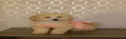 Mixed Breed dogs for sale: Stunning Toy Breed Shihpoo x Poochon - Advert 8