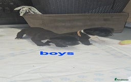 Mixed Breed dogs for sale: Huge American akita x cane corso pups - Advert 34