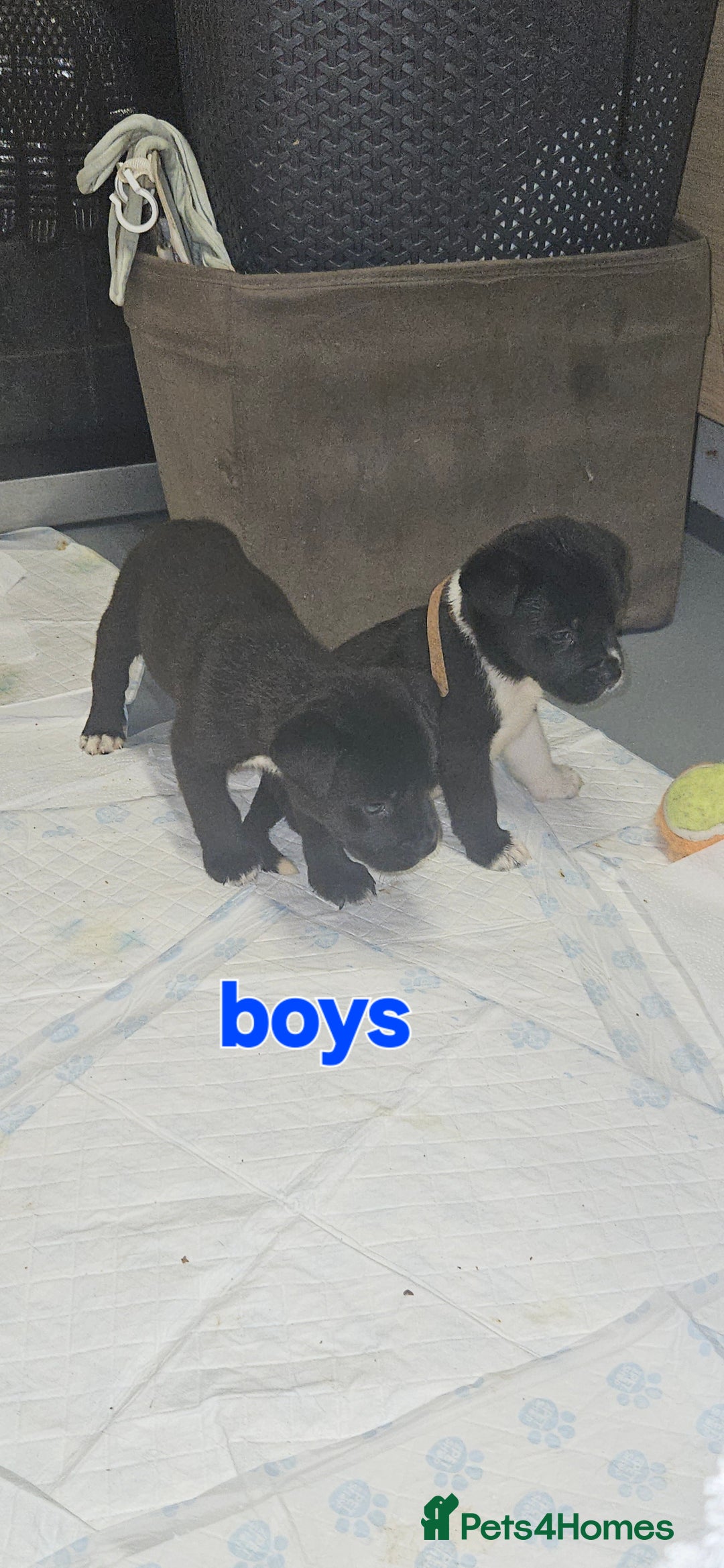 Mixed Breed dogs for sale: Huge American akita x cane corso pups - Advert 34