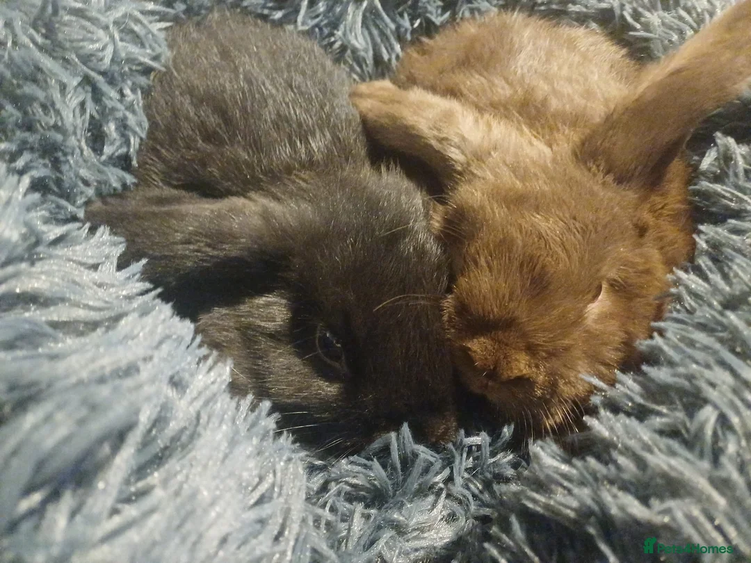 English Lop rabbits for sale: 2 male lop eared rabbits - Advert 5