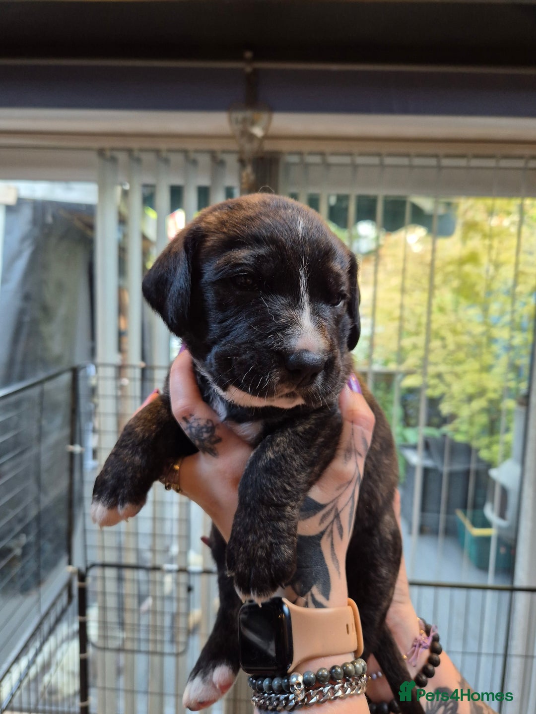 Mixed Breed dogs for sale: Mixed breed puppies  - Image 7