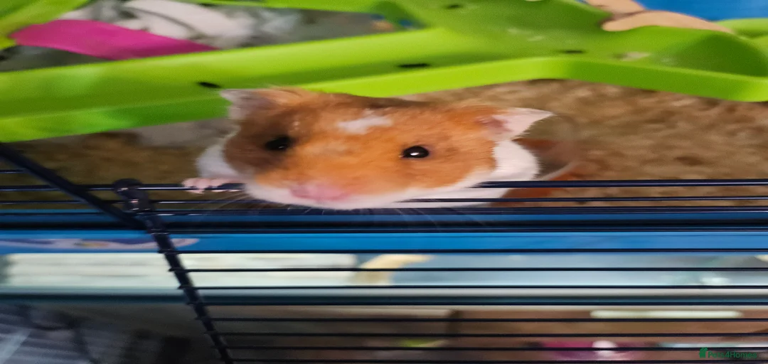 Gallery Image {{count}}