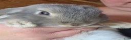 Mini Lop rabbits for sale: Beautiful mini lops - Advert 2