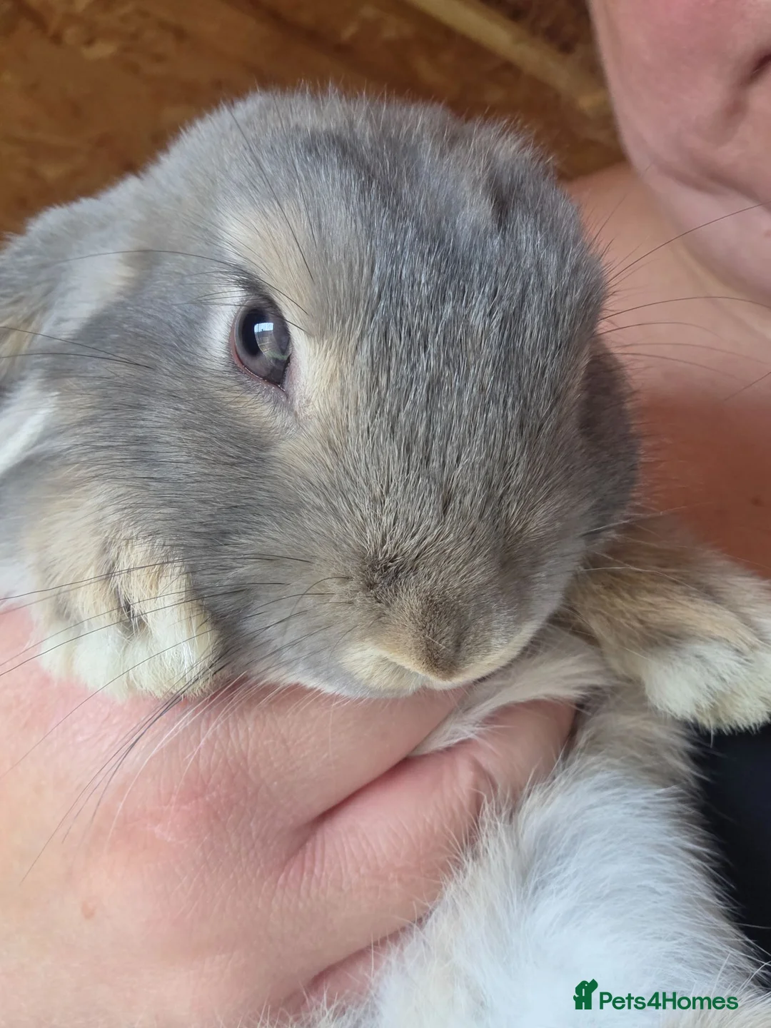 Mini Lop rabbits for sale: Beautiful mini lops - Advert 2