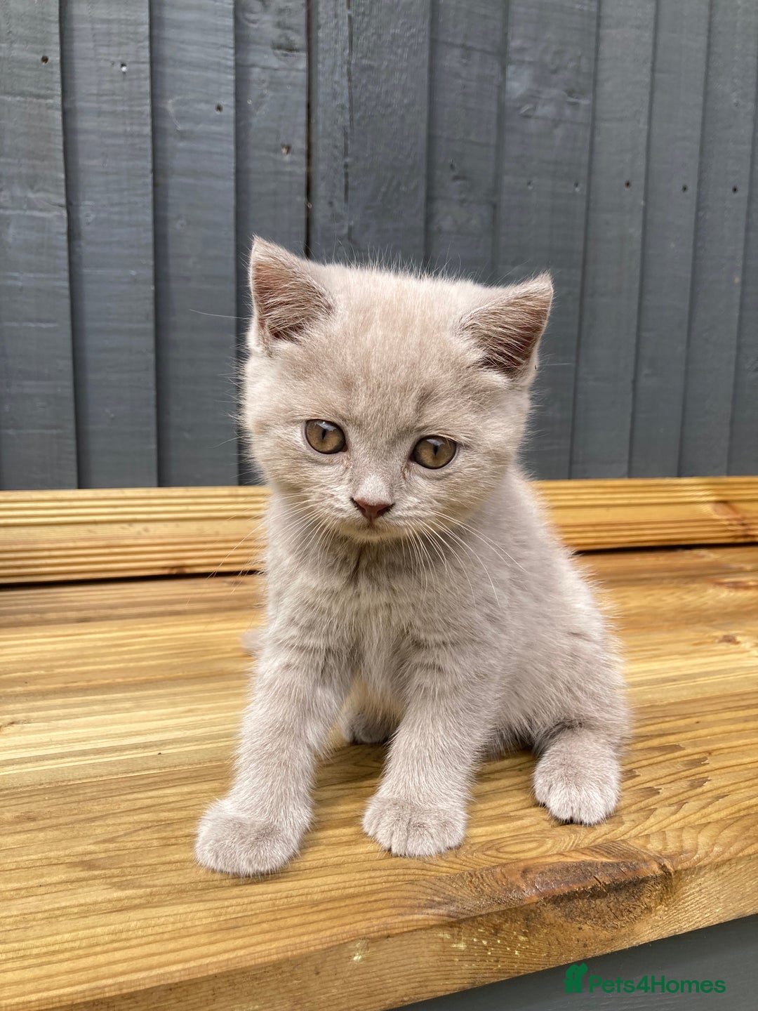 British Shorthair cats for sale: READY TO LEAVE Champion bloodline pedigree kittens - Image 21