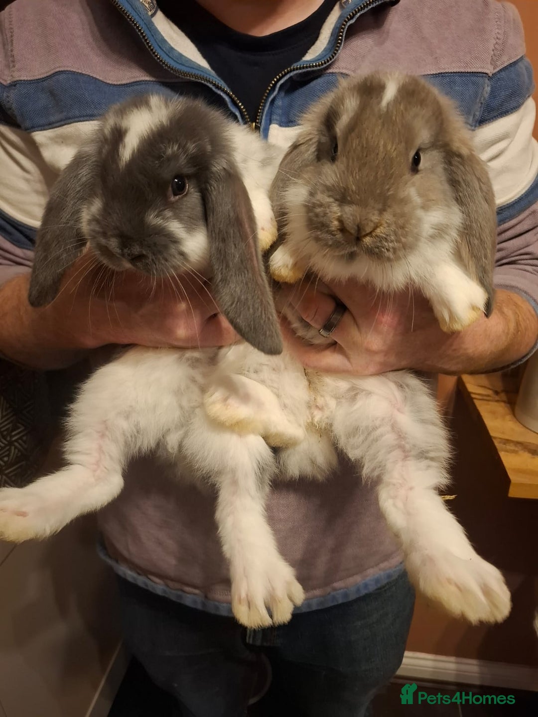French Lop rabbits for sale: Baby Giant French Lop rabbits - Advert 1
