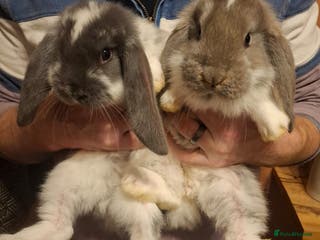French Lop rabbits Baby Giant French Lop rabbits - Advert 1