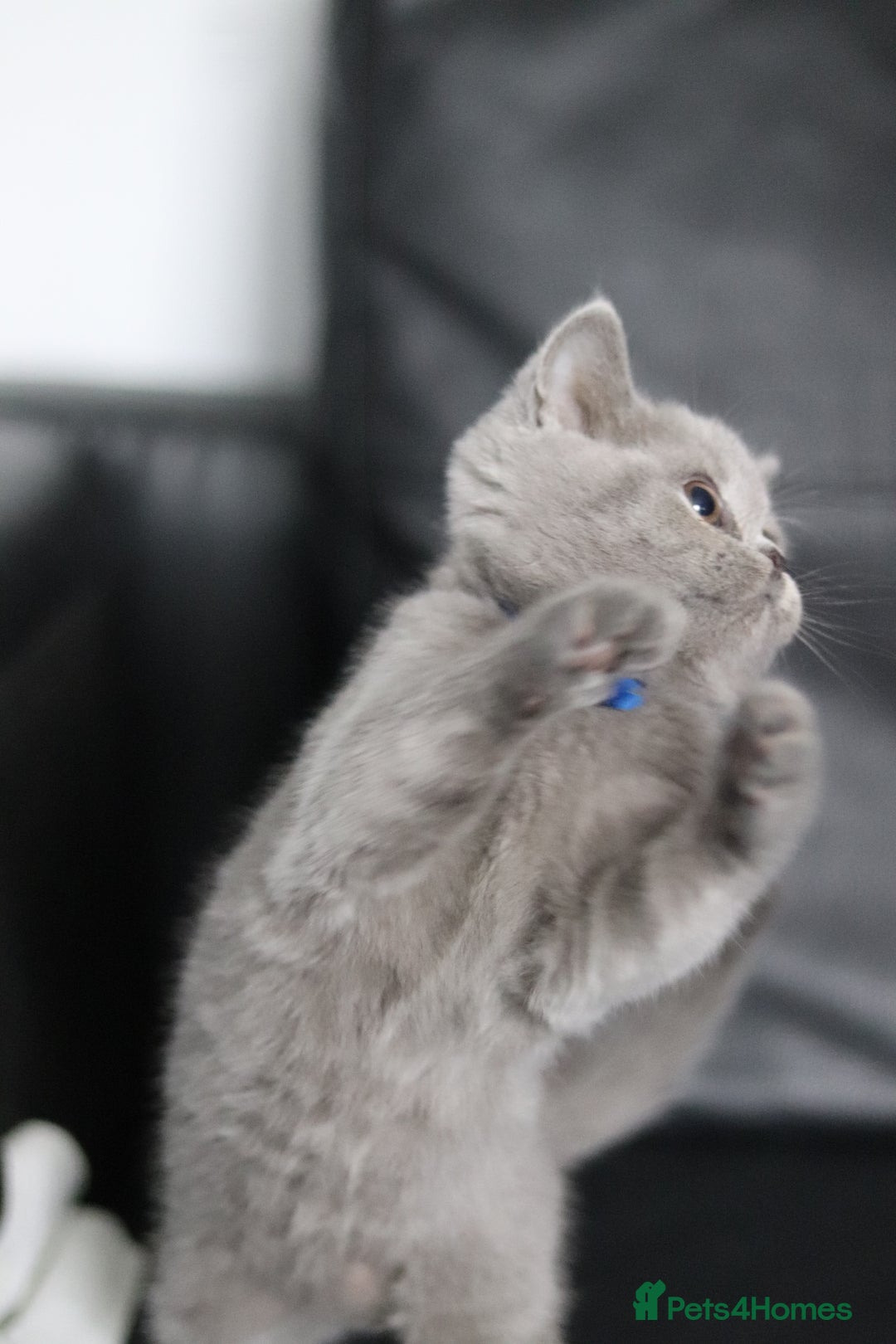 British Shorthair cats for sale: ✨️Outstanding GCCF Grand Chmp Line BSH ❤️ - Image 14