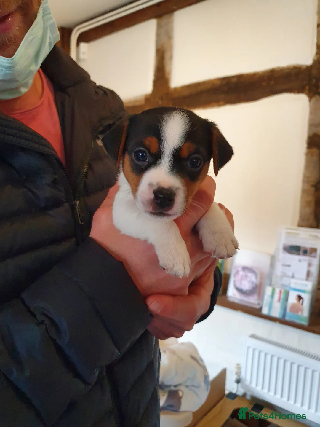 Jack Russell dogs for stud: Proven Short leg mini Jack Russell for stud in Gloucester - Advert 18