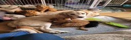 Goldendoodle dogs for sale: Goldendoodle female seeks fab new home - Advert 2