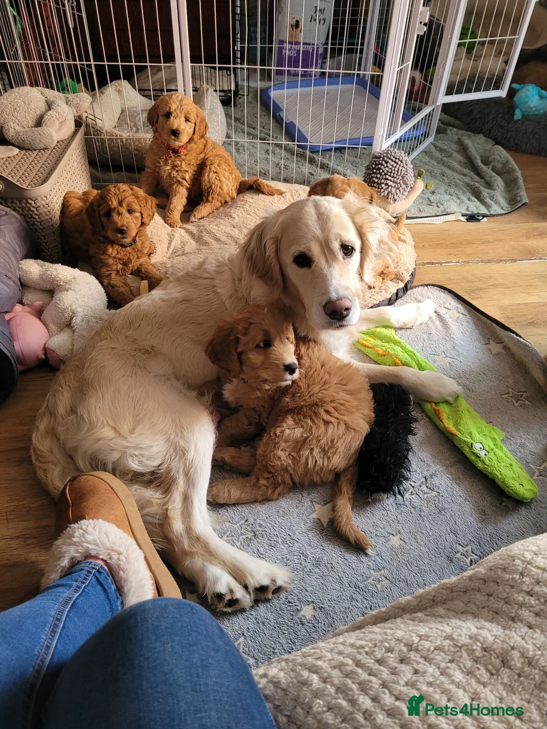 Goldendoodle dogs for sale: Goldendoodle female seeks fab new home - Advert 2
