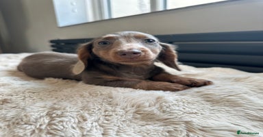 Miniature Dachshund dogs in Cardiff - Advert 2