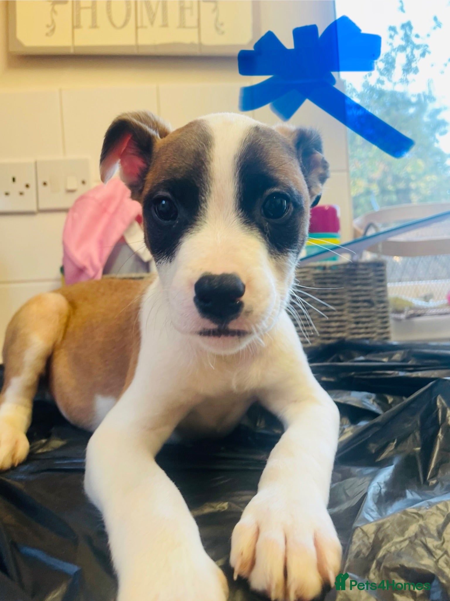 Mixed Breed dogs 8 Pups 🎀 £470  - Advert 10