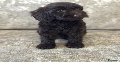 Cockapoo dogs - Advert 15