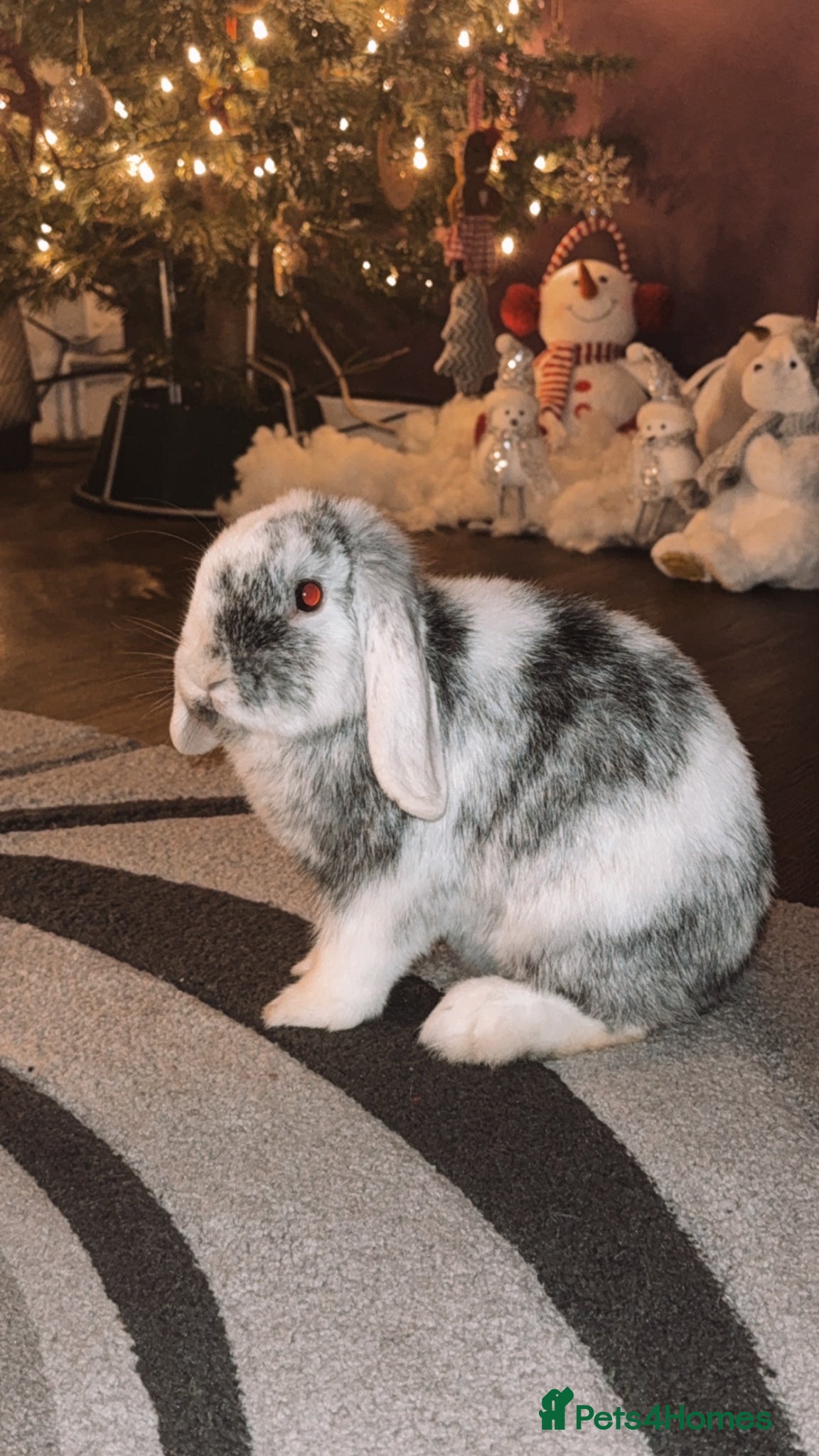 Mini Lop rabbits Beautiful mini lop female for sale  - Advert 12