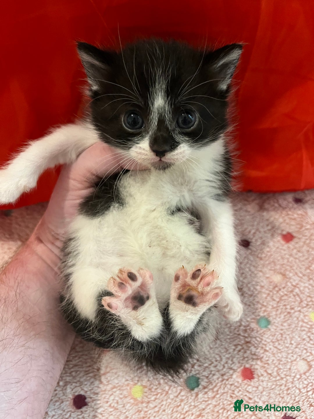 Mixed Breed cats for sale: Beautiful kittens for sale 🥰 - Advert 6