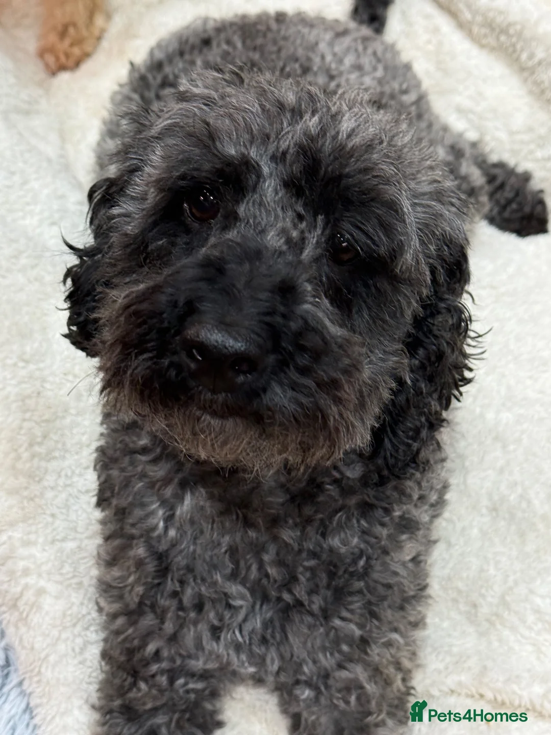 Miniature Poodle dogs for sale: Ozzy  in Telford - Advert 2