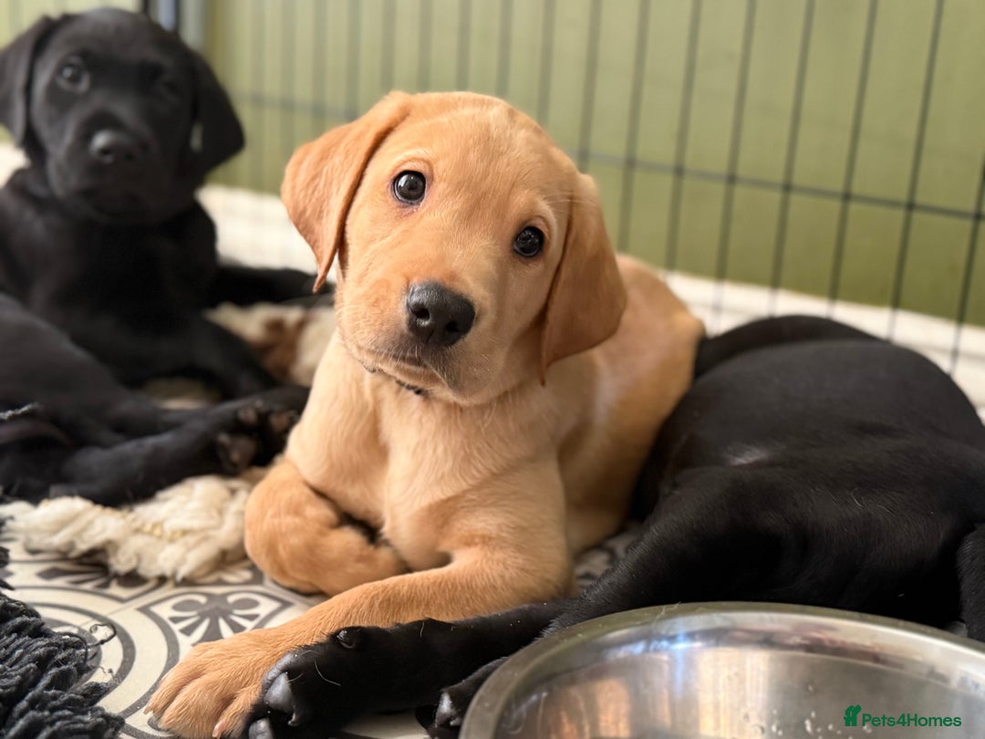 Labrador Retriever dogs for sale: KC REG LABS - Ready Now - fox red and black males in Houghton le Spring - Image 4