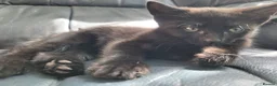Mixed Breed cats for sale: 7 adorable kittens ready for a new home - Advert 4