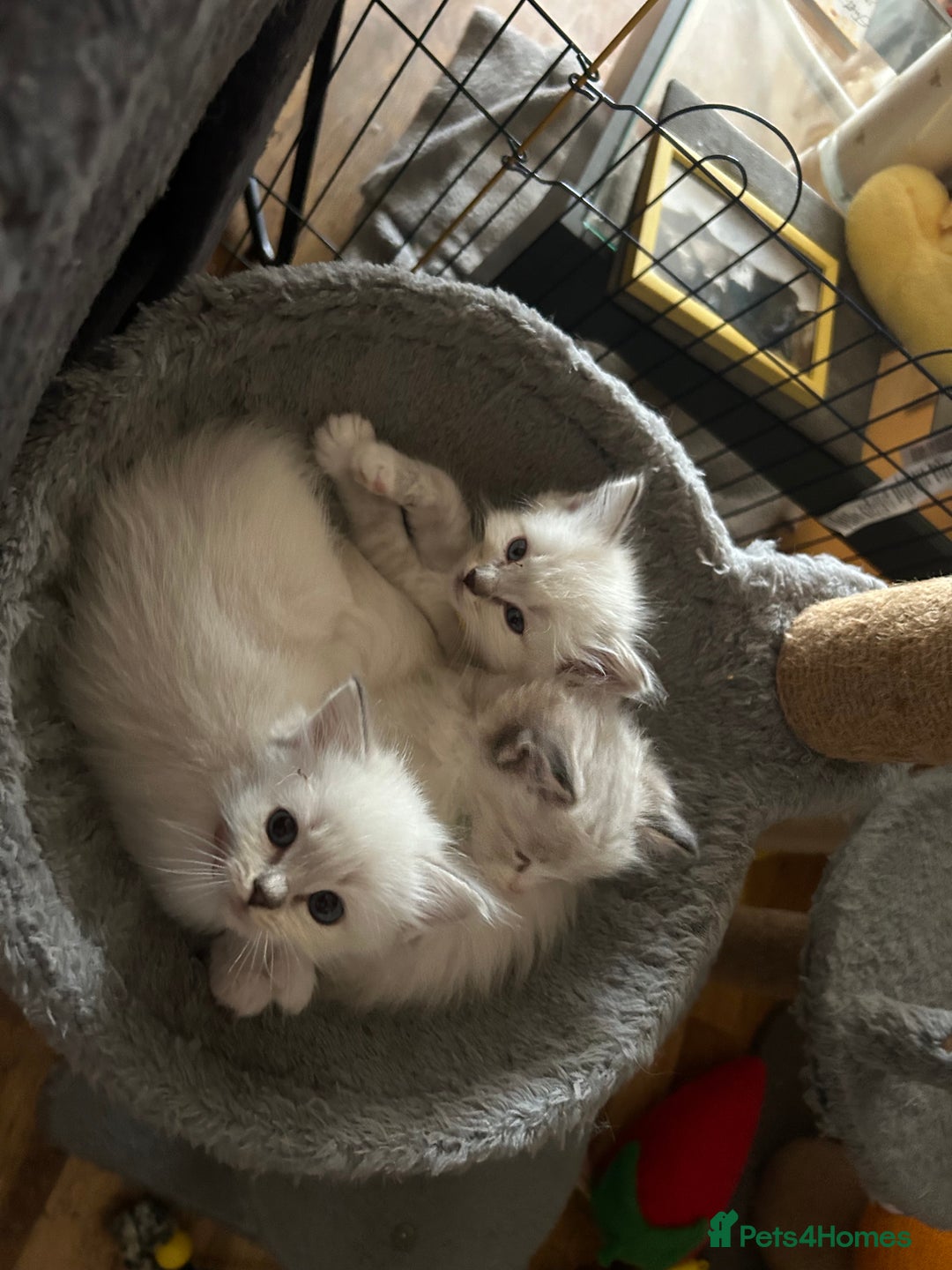 Ragdoll cats for sale: 😻 2 GORGEOUS RAGDOLL KITTENS 😻 - Image 19