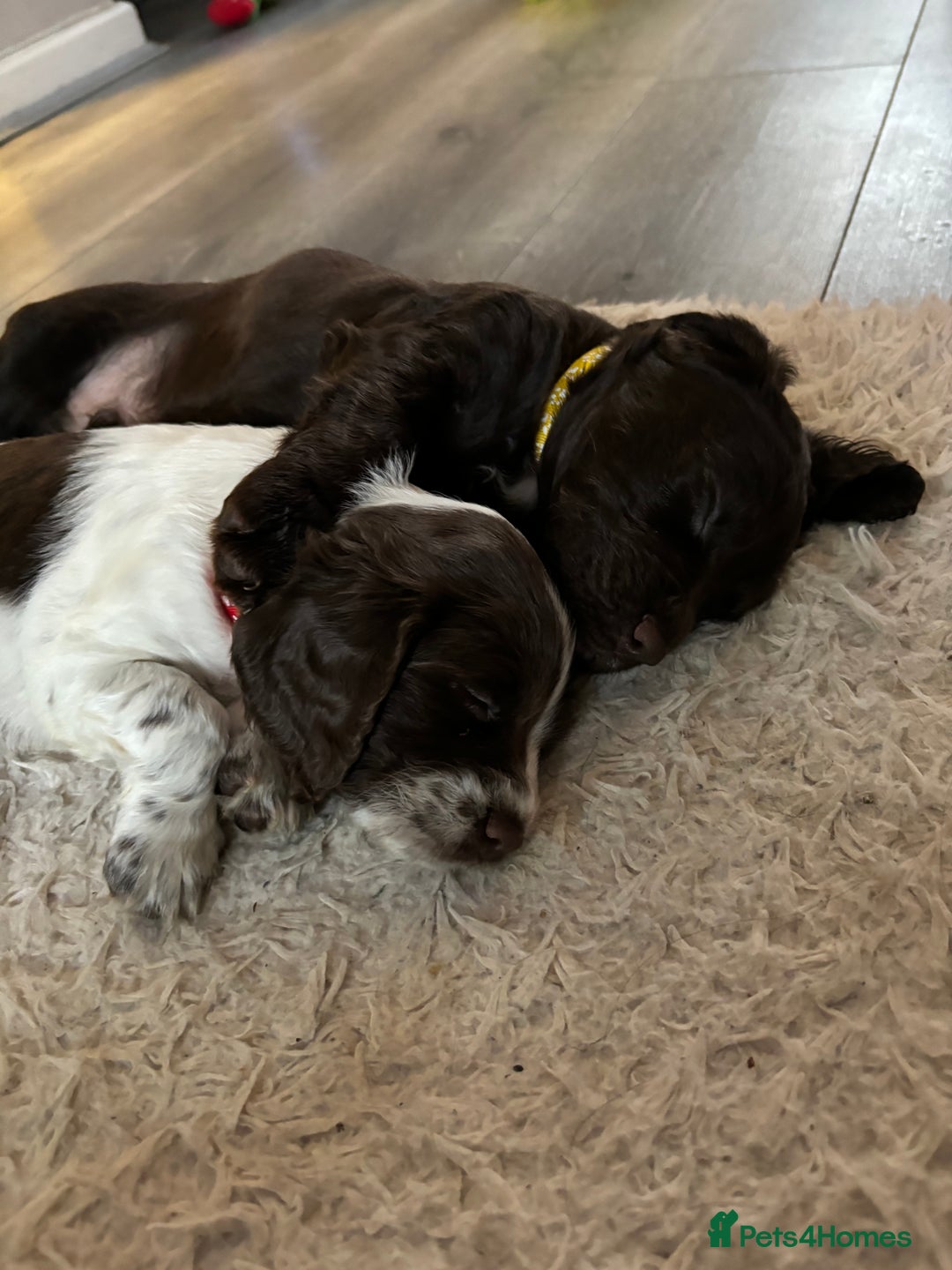Sprocker dogs for sale: Chunky spocker spaniel  - Advert 8
