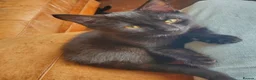 Domestic Shorthair cats for sale: 3 male and 1 female kittens born 15/2/26 in Worthing - Advert 8