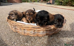 Dachshund dogs for sale: Standard Wire hair Pups available!! - Image 7