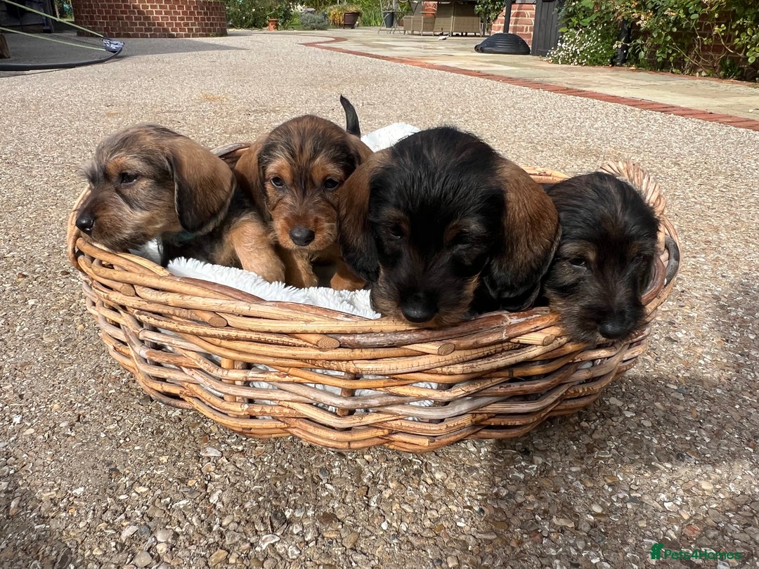 Dachshund dogs for sale: Standard Wire hair Pups available!! - Image 7