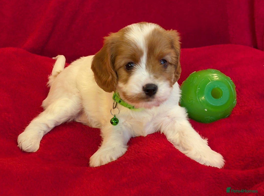 Cavapoo dogs for sale: F2 Cavapoo, Dog breeding license - Advert 34