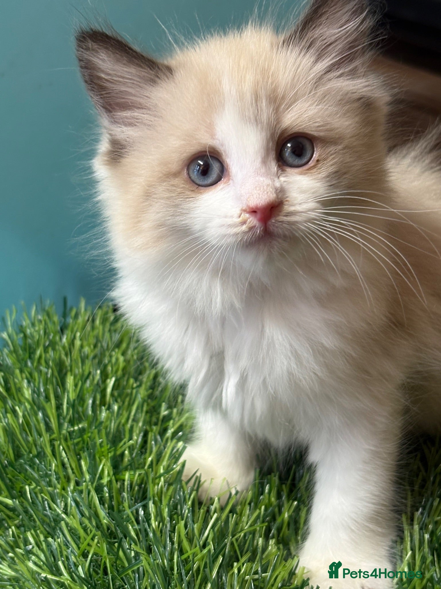 Ragdoll cats Beautiful Females Ragdoll Kittens  - Advert 7