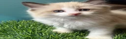 Ragdoll cats for sale: Beautiful Females Ragdoll Kittens  - Advert 8