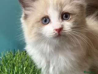Ragdoll cats Beautiful Females Ragdoll Kittens - Advert 7