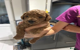 Cockapoo dogs for sale: Cockapoo boys - Image 2