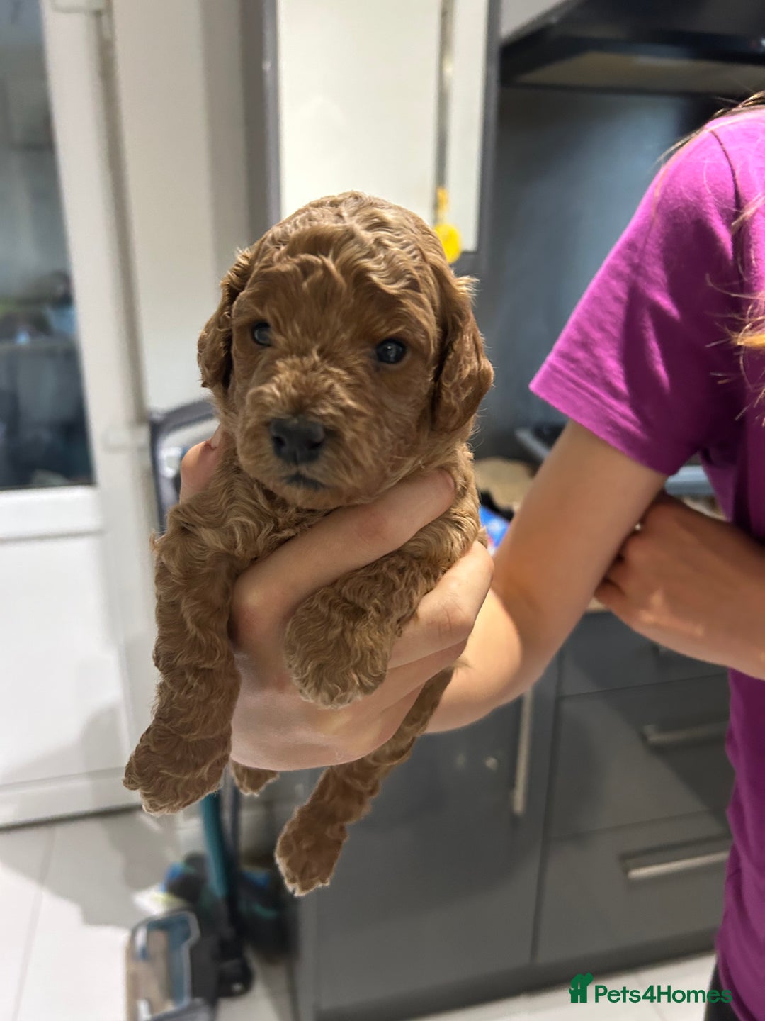Cockapoo dogs for sale: Cockapoo boys - Image 2