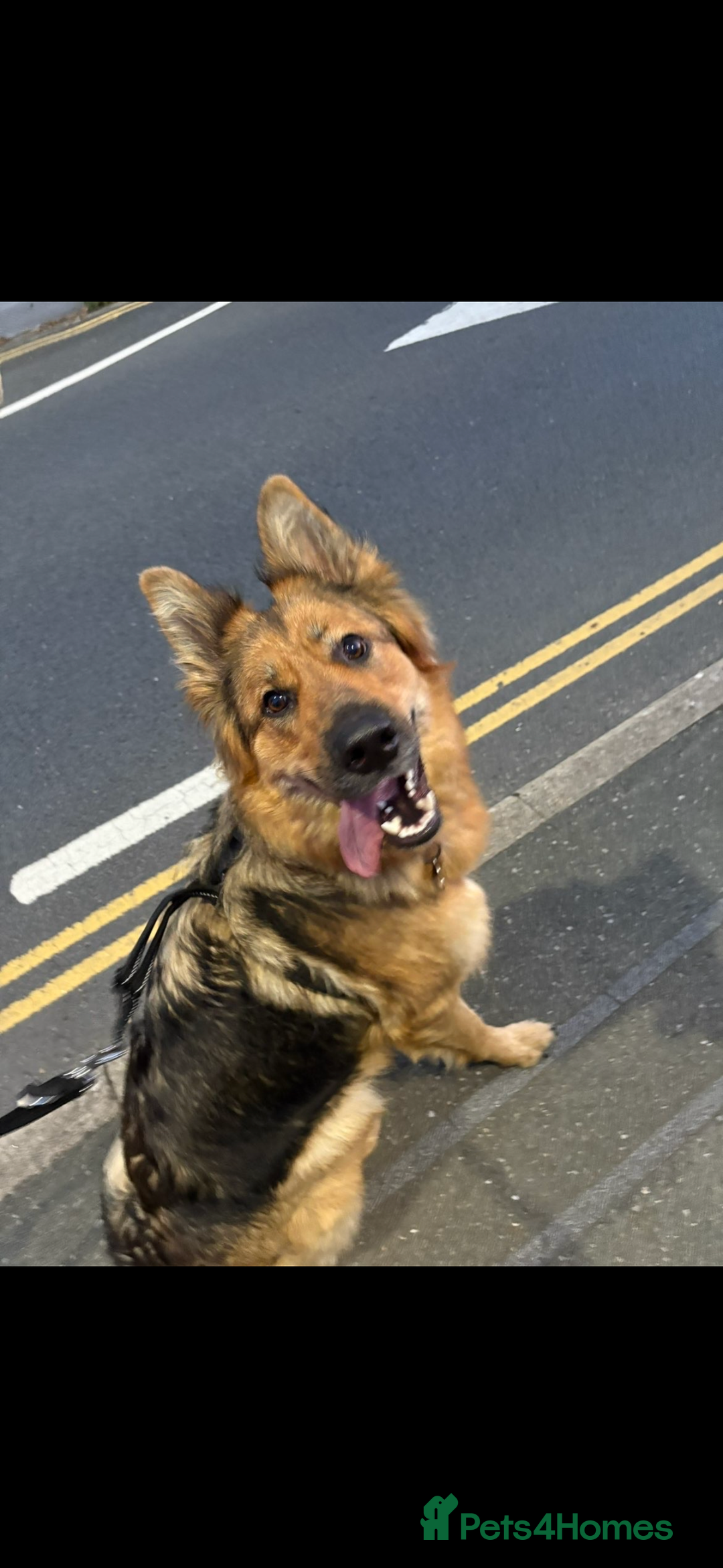 German Shepherd dogs for sale: Pedigree German Shepherd Puppies - Advert 15