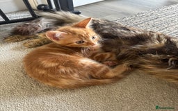 Mixed Breed cats for sale: 3 Gorgeous kittens For Sale - Image 2