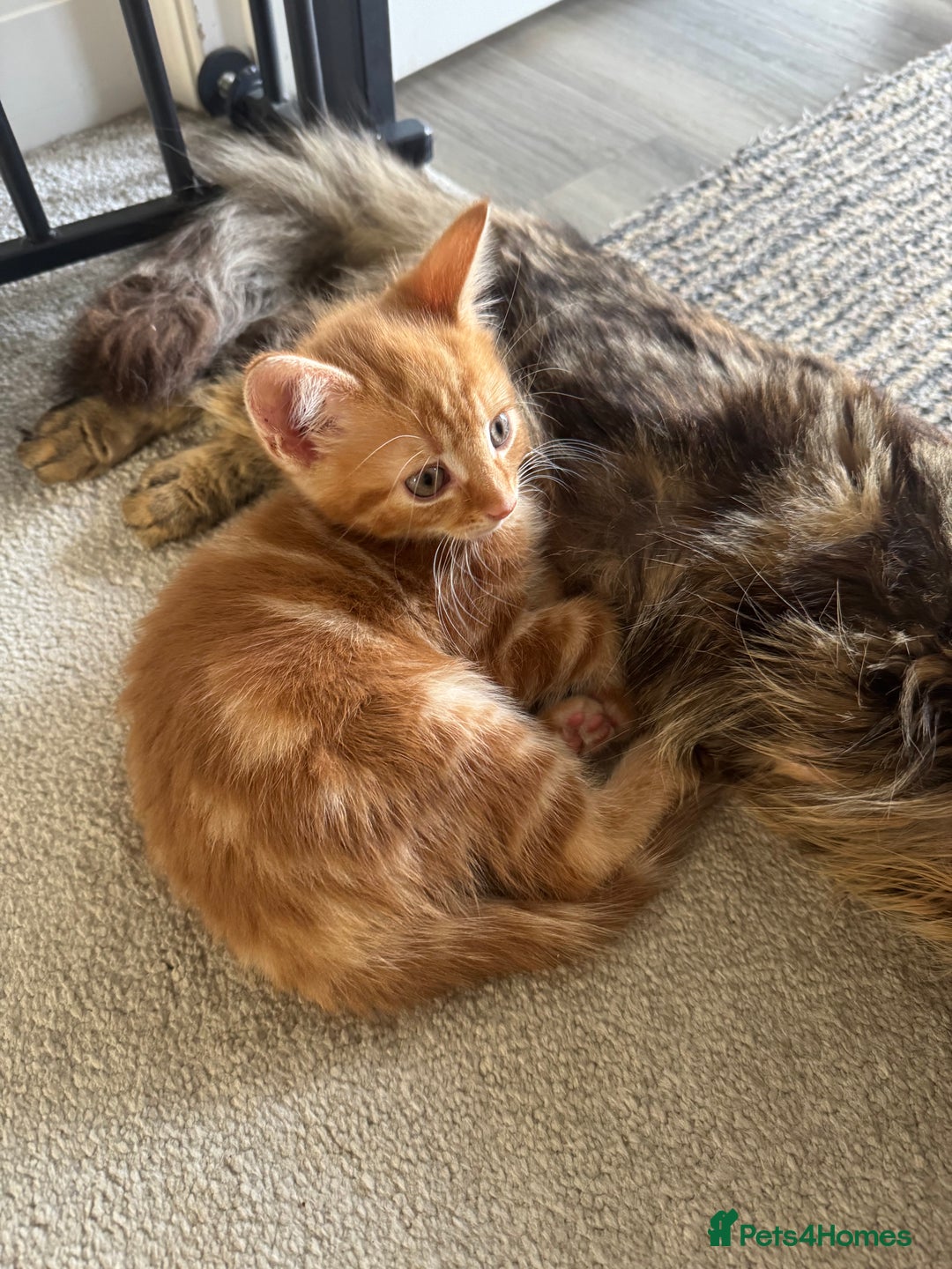 Mixed Breed cats for sale: 3 Gorgeous kittens For Sale - Image 2