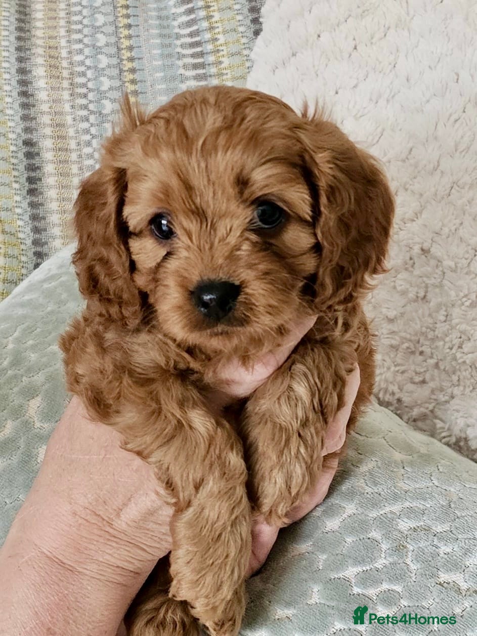 Cavapoo dogs Beautiful F1 Cavapoo puppies ONLY TWO LEFT! - Advert 1