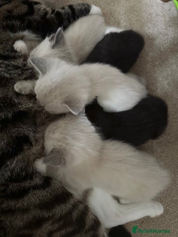 British Shorthair cats - Advert 12